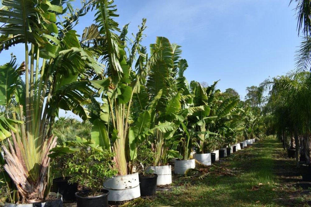 ravenala-madagascariensis-travelers-tree-travelers-palm