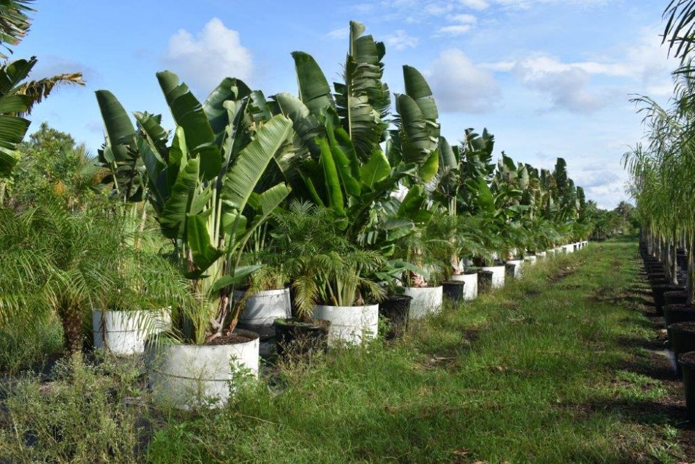 ravenala-madagascariensis-travelers-tree-travelers-palm