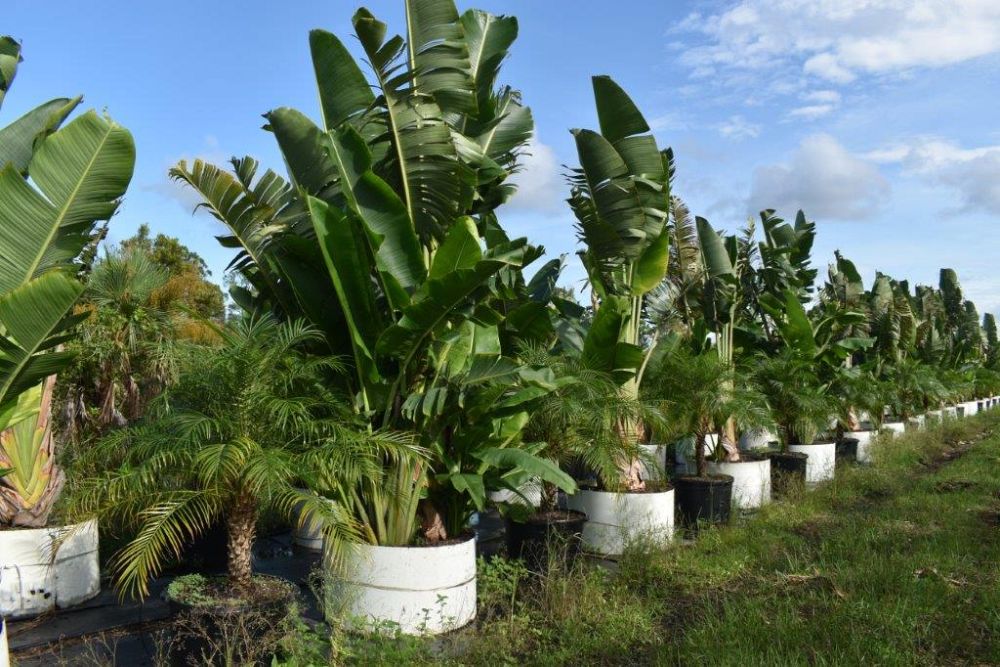 ravenala-madagascariensis-travelers-tree-travelers-palm
