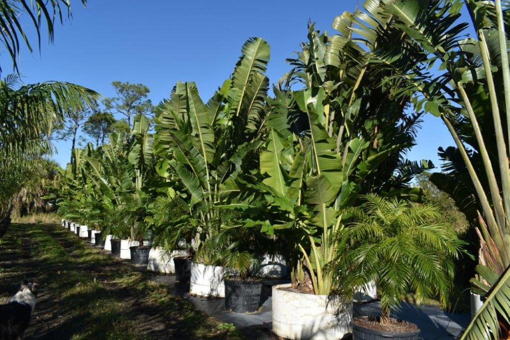 ravenala-madagascariensis-travelers-tree-travelers-palm