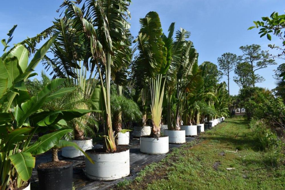 ravenala-madagascariensis-travelers-tree-travelers-palm