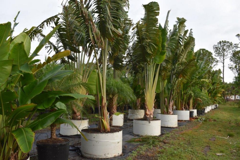 ravenala-madagascariensis-travelers-tree-travelers-palm