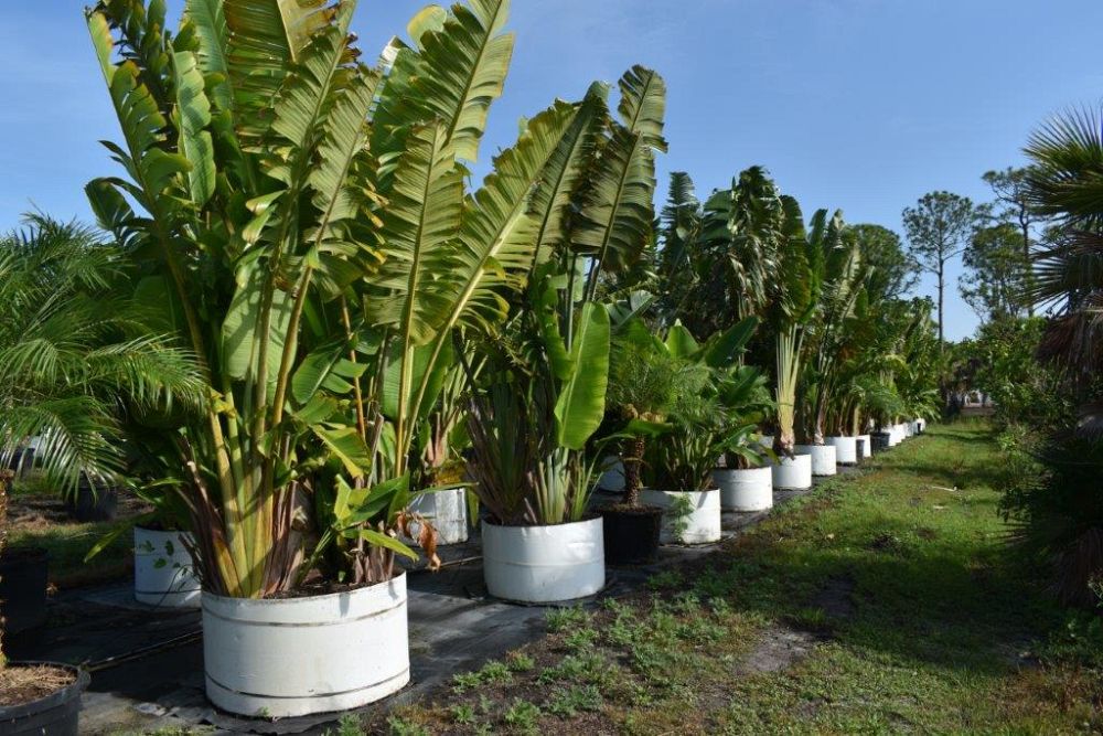 ravenala-madagascariensis-travelers-tree-travelers-palm