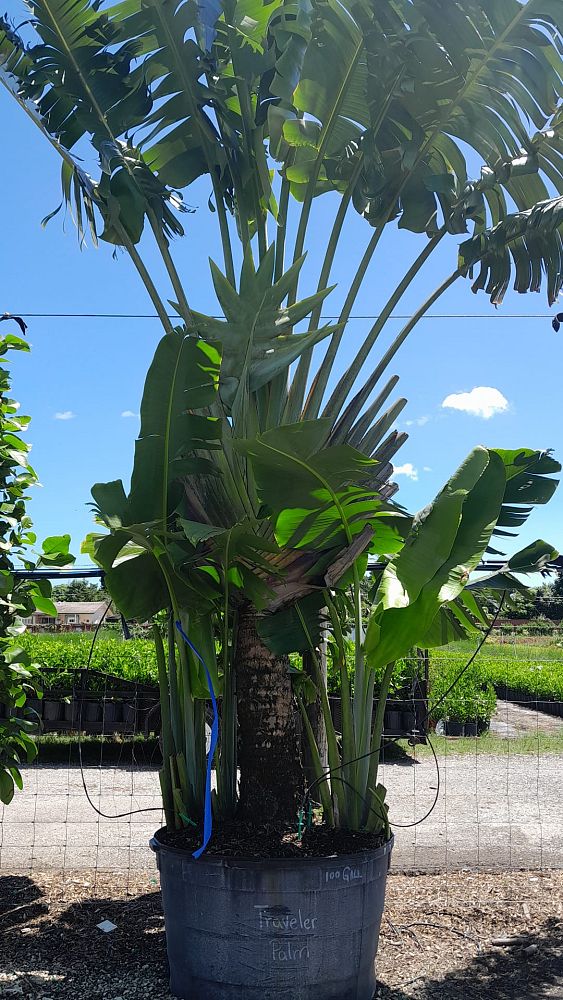 ravenala-madagascariensis-travelers-tree-travelers-palm