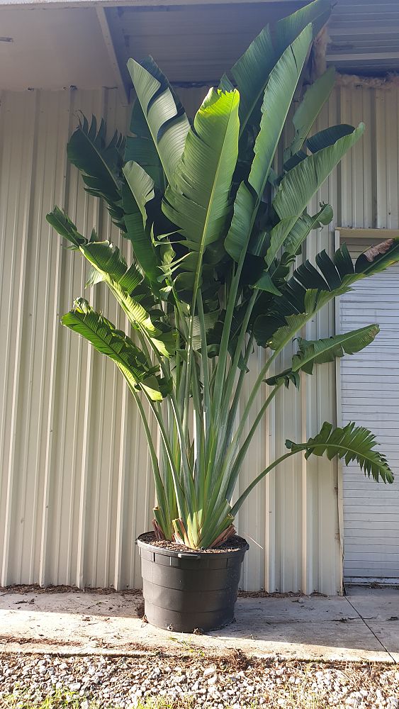 ravenala-madagascariensis-travelers-tree-travelers-palm