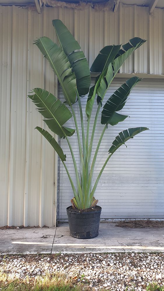 ravenala-madagascariensis-travelers-tree-travelers-palm
