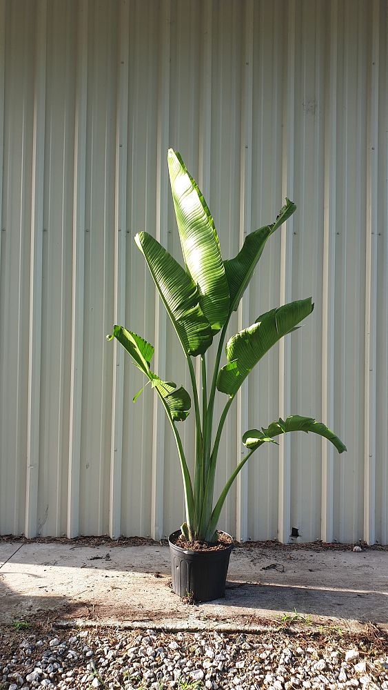 ravenala-madagascariensis-travelers-tree-travelers-palm