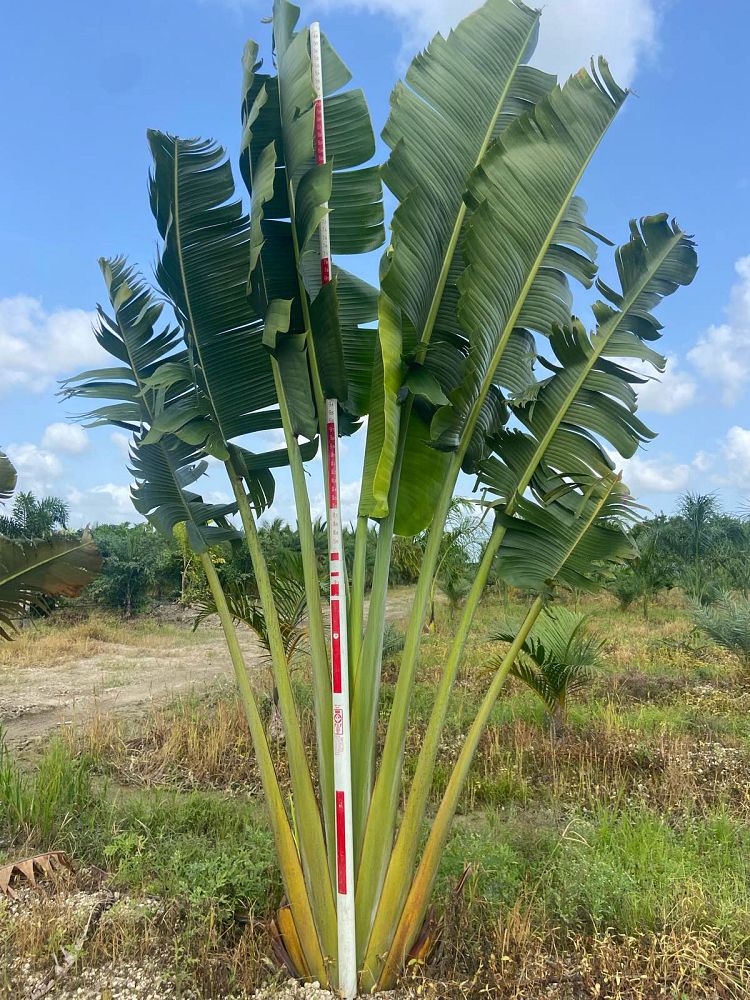 ravenala-madagascariensis-travelers-tree-travelers-palm
