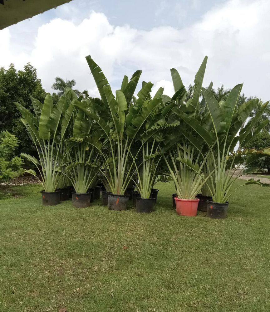 ravenala-madagascariensis-travelers-tree-travelers-palm