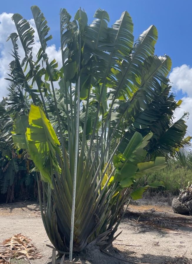 ravenala-madagascariensis-travelers-tree-travelers-palm