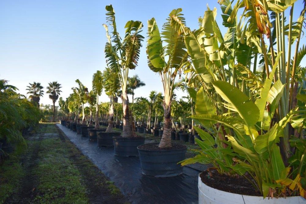 ravenala-madagascariensis-travelers-tree-travelers-palm
