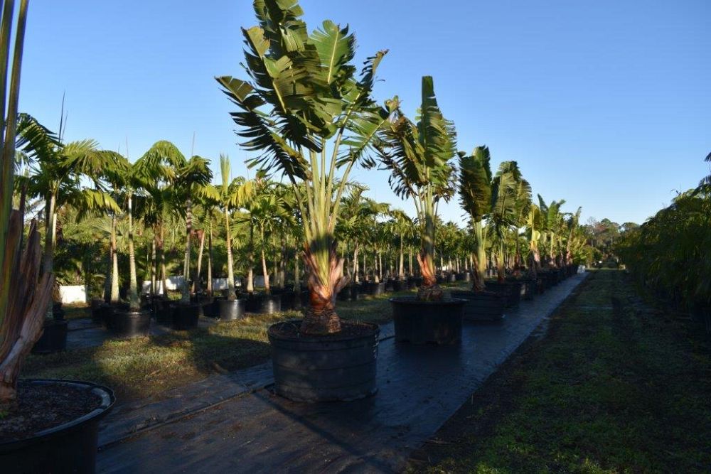 ravenala-madagascariensis-travelers-tree-travelers-palm