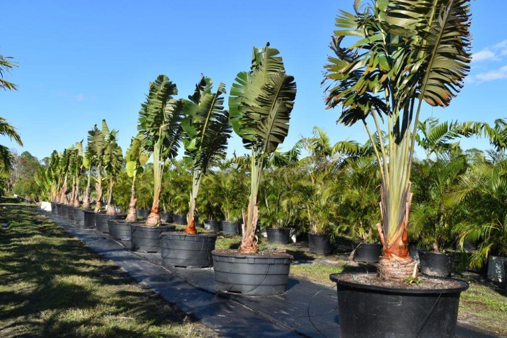 ravenala-madagascariensis-travelers-tree-travelers-palm