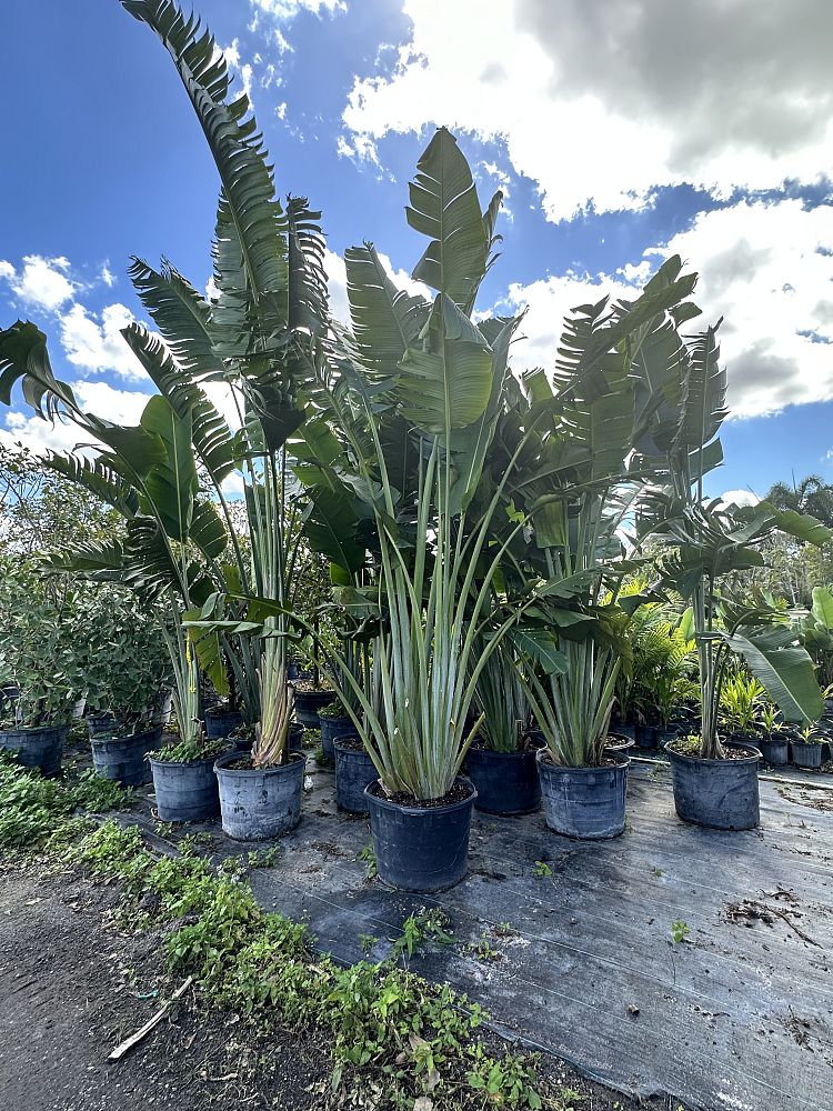 ravenala-madagascariensis-travelers-tree-travelers-palm