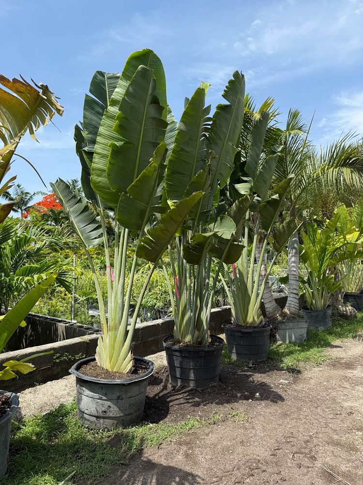 ravenala-madagascariensis-travelers-tree-travelers-palm