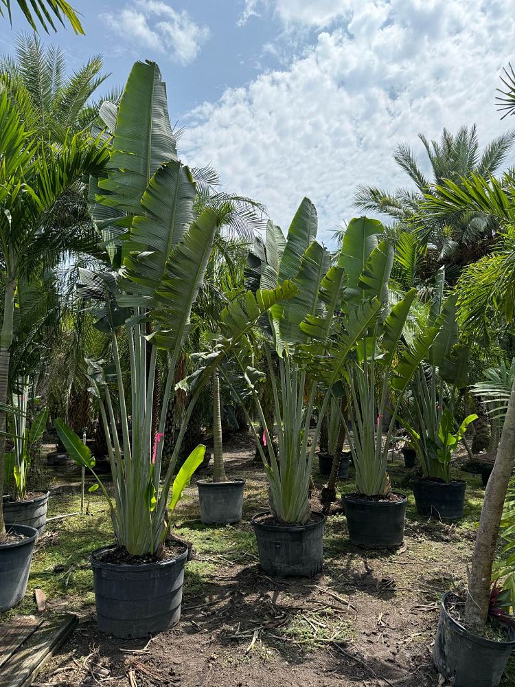 ravenala-madagascariensis-travelers-tree-travelers-palm
