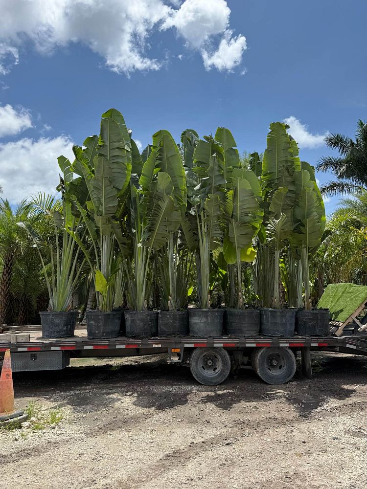 ravenala-madagascariensis-travelers-tree-travelers-palm
