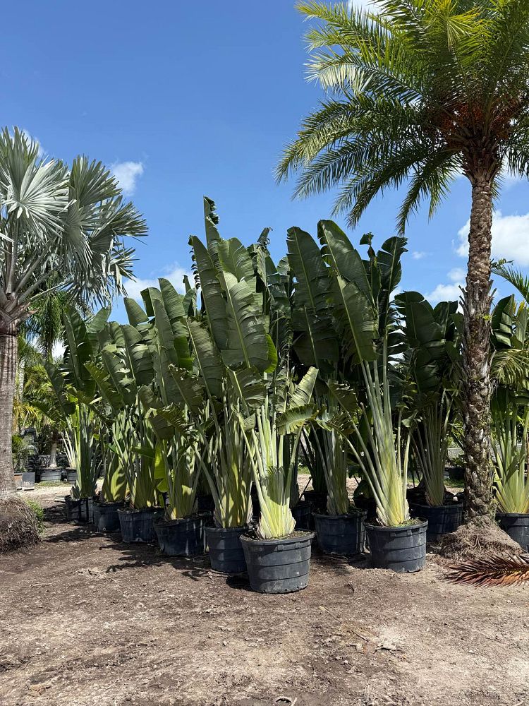 ravenala-madagascariensis-travelers-tree-travelers-palm