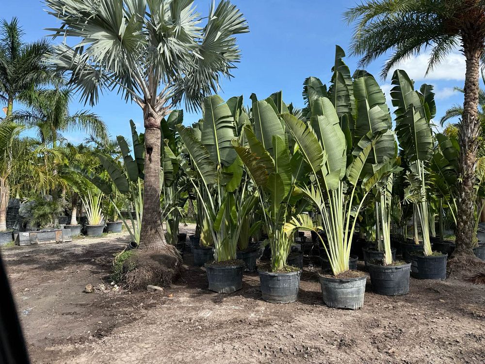 ravenala-madagascariensis-travelers-tree-travelers-palm