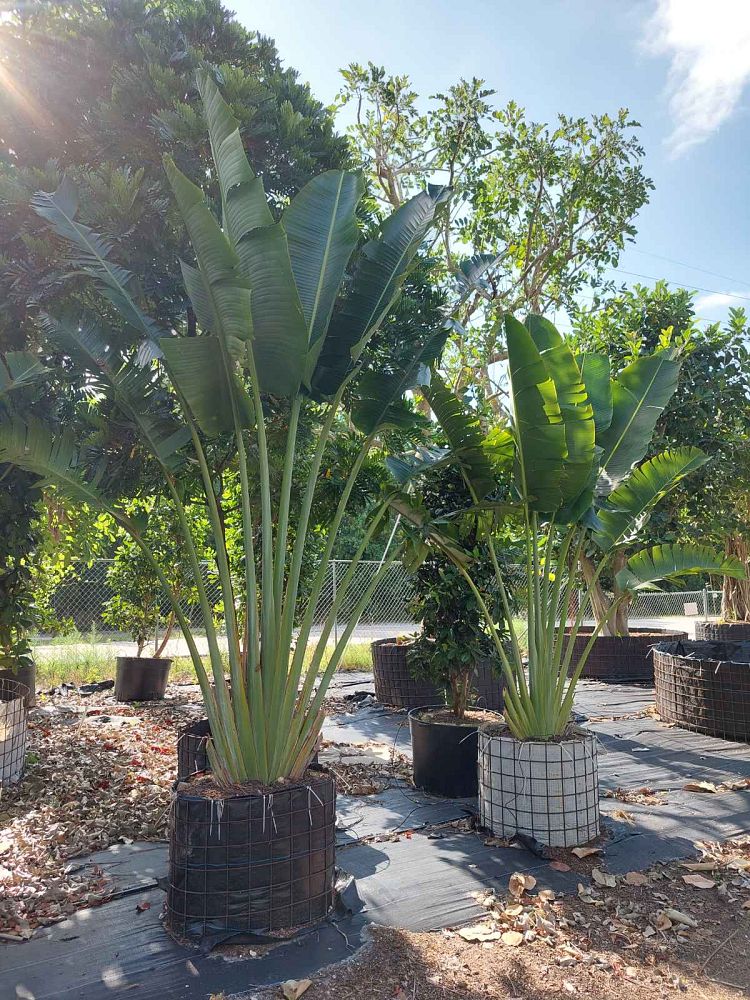 ravenala-madagascariensis-travelers-tree-travelers-palm