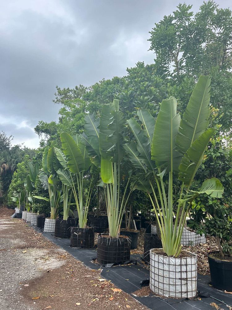 ravenala-madagascariensis-travelers-tree-travelers-palm