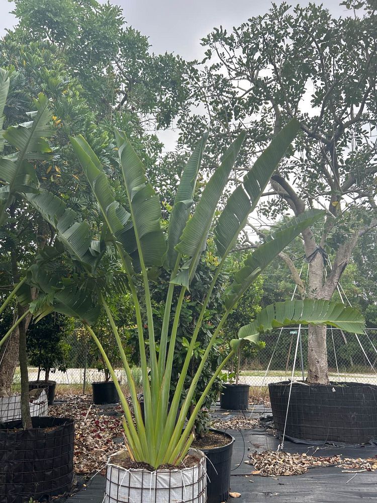ravenala-madagascariensis-travelers-tree-travelers-palm