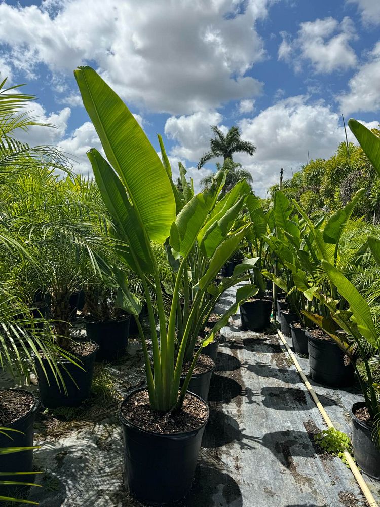 ravenala-madagascariensis-travelers-tree-travelers-palm
