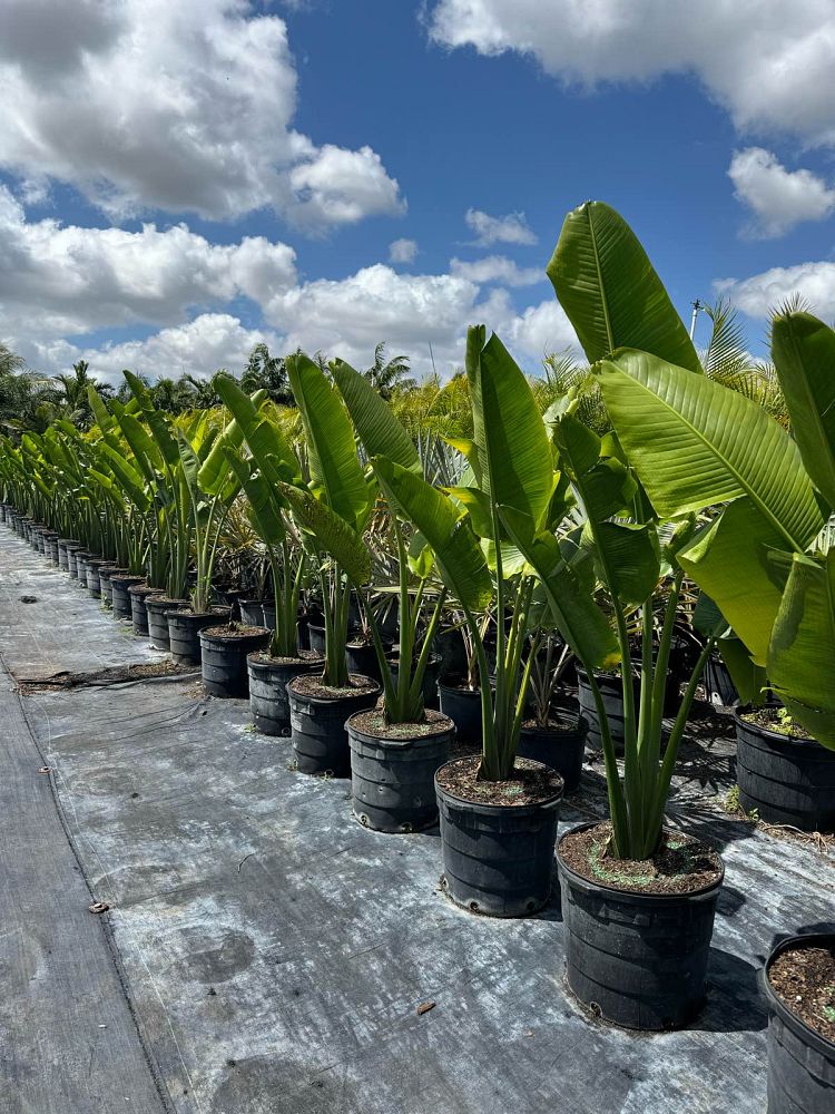ravenala-madagascariensis-travelers-tree-travelers-palm
