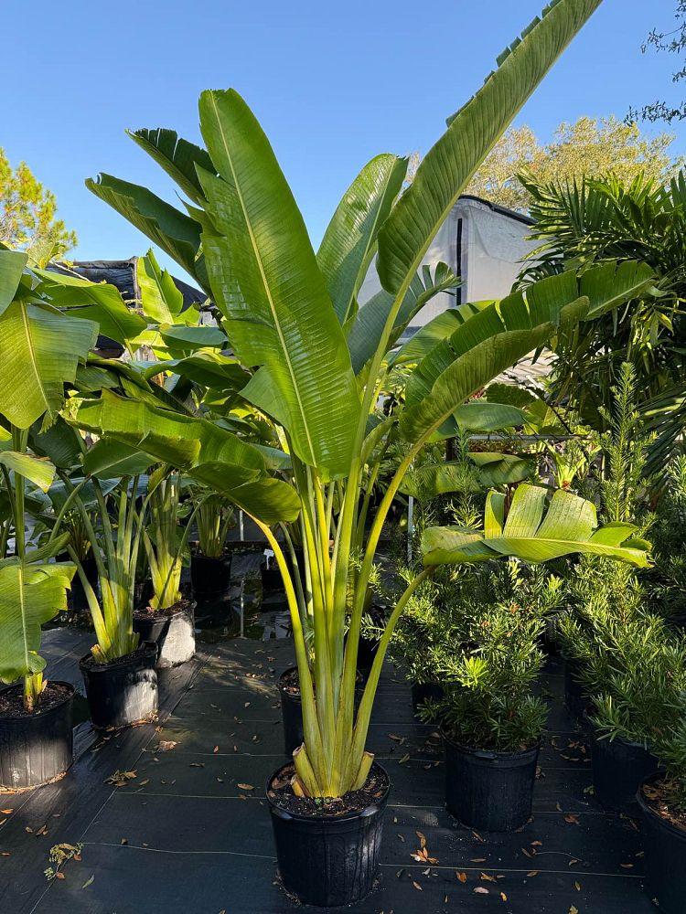 ravenala-madagascariensis-travelers-tree-travelers-palm