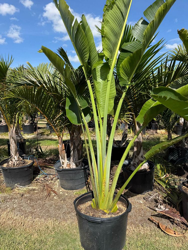 ravenala-madagascariensis-travelers-tree-travelers-palm