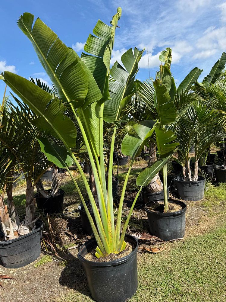 ravenala-madagascariensis-travelers-tree-travelers-palm