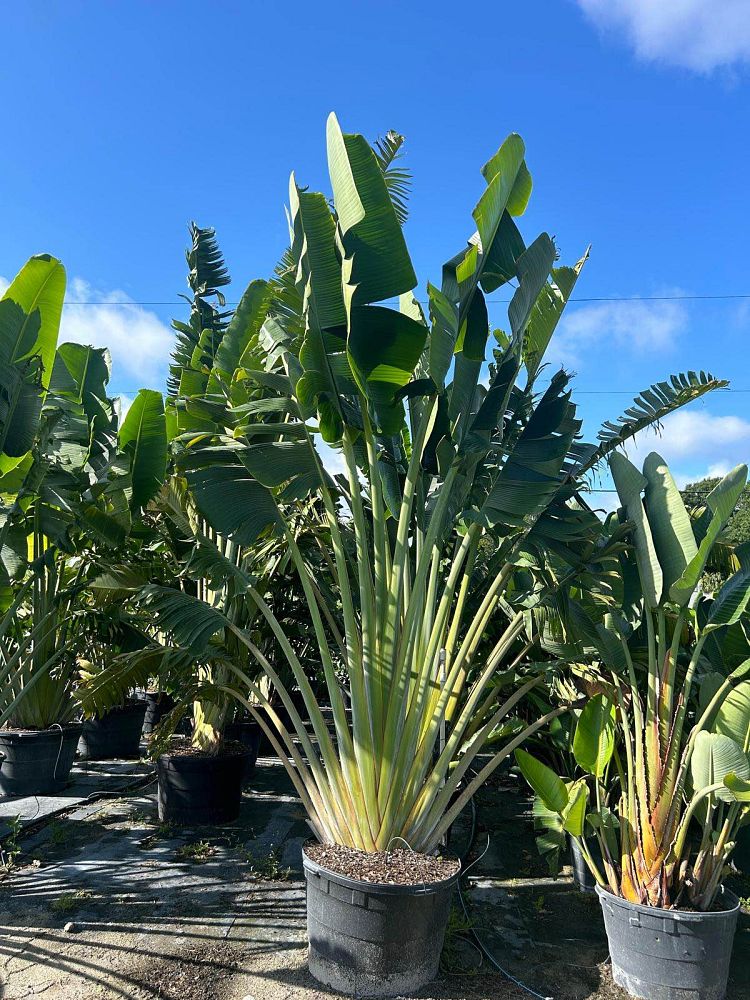 ravenala-madagascariensis-travelers-tree-travelers-palm