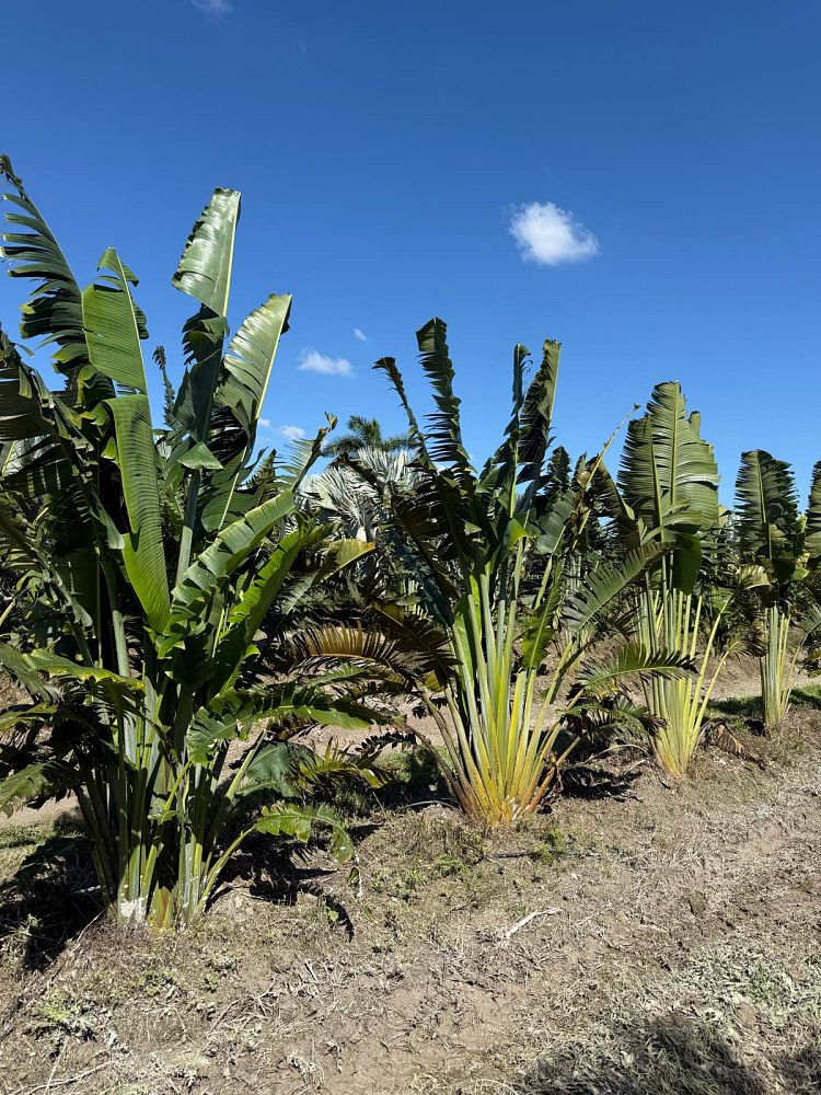 ravenala-madagascariensis-travelers-tree-travelers-palm