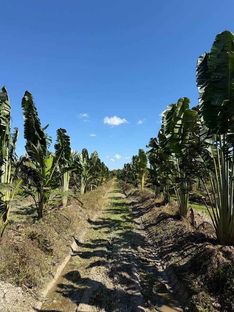 ravenala-madagascariensis-travelers-tree-travelers-palm