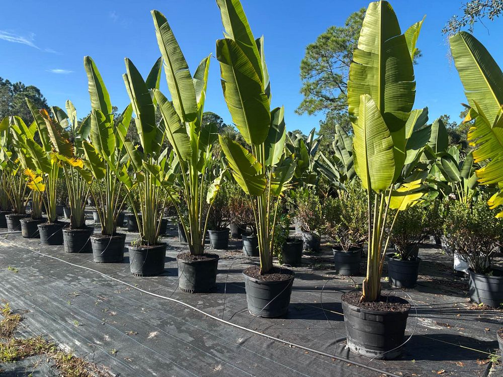 ravenala-madagascariensis-travelers-tree-travelers-palm