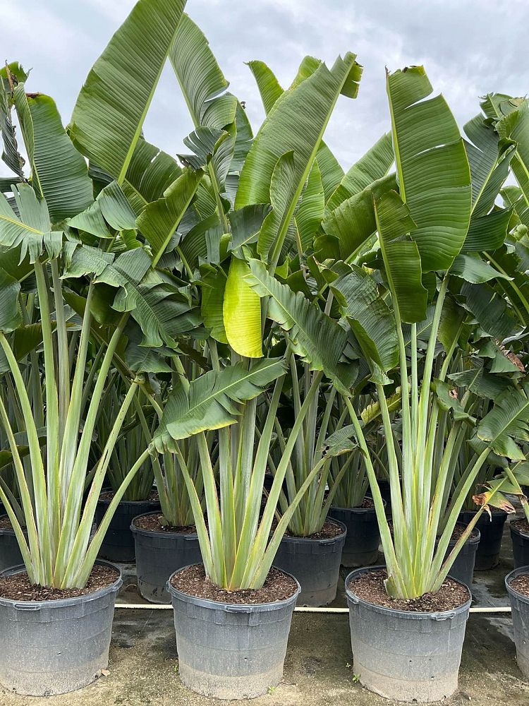 ravenala-madagascariensis-travelers-tree-travelers-palm