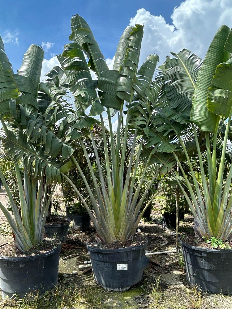 ravenala-madagascariensis-travelers-tree-travelers-palm