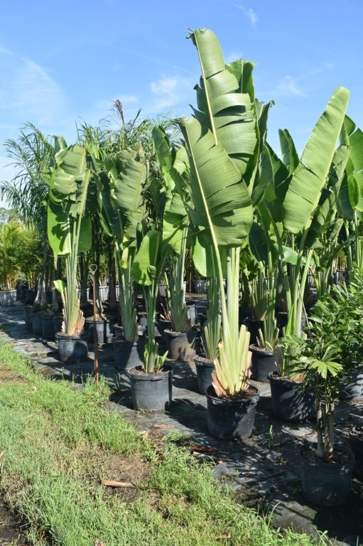 ravenala-madagascariensis-travelers-tree-travelers-palm