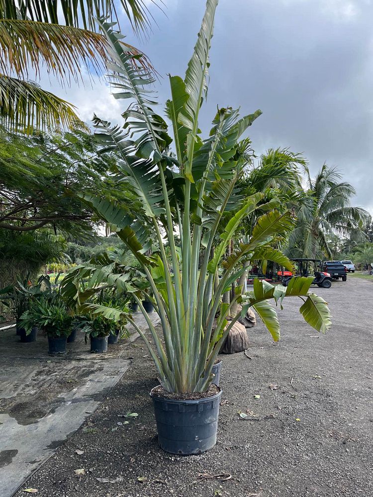 ravenala-madagascariensis-travelers-tree-travelers-palm