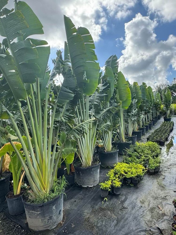 ravenala-madagascariensis-travelers-tree-travelers-palm