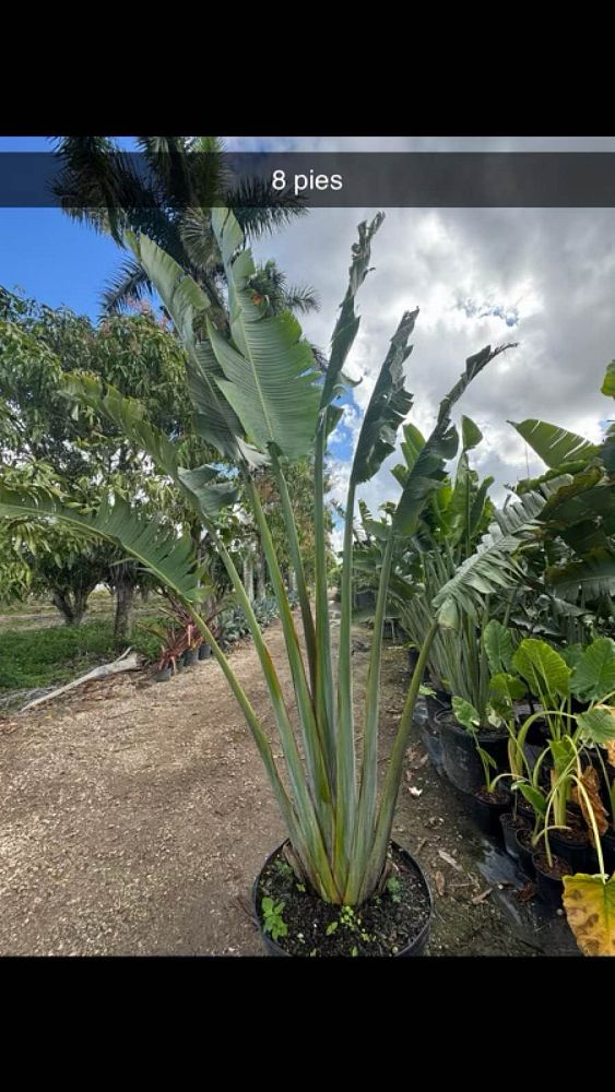 ravenala-madagascariensis-travelers-tree-travelers-palm