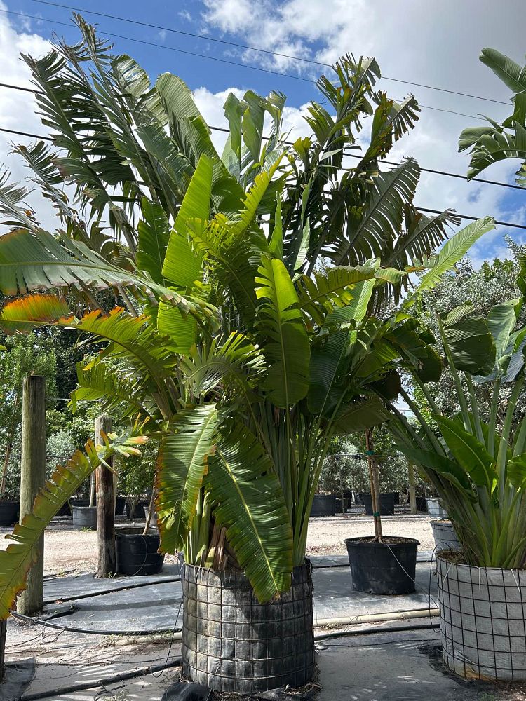 ravenala-madagascariensis-travelers-tree-travelers-palm