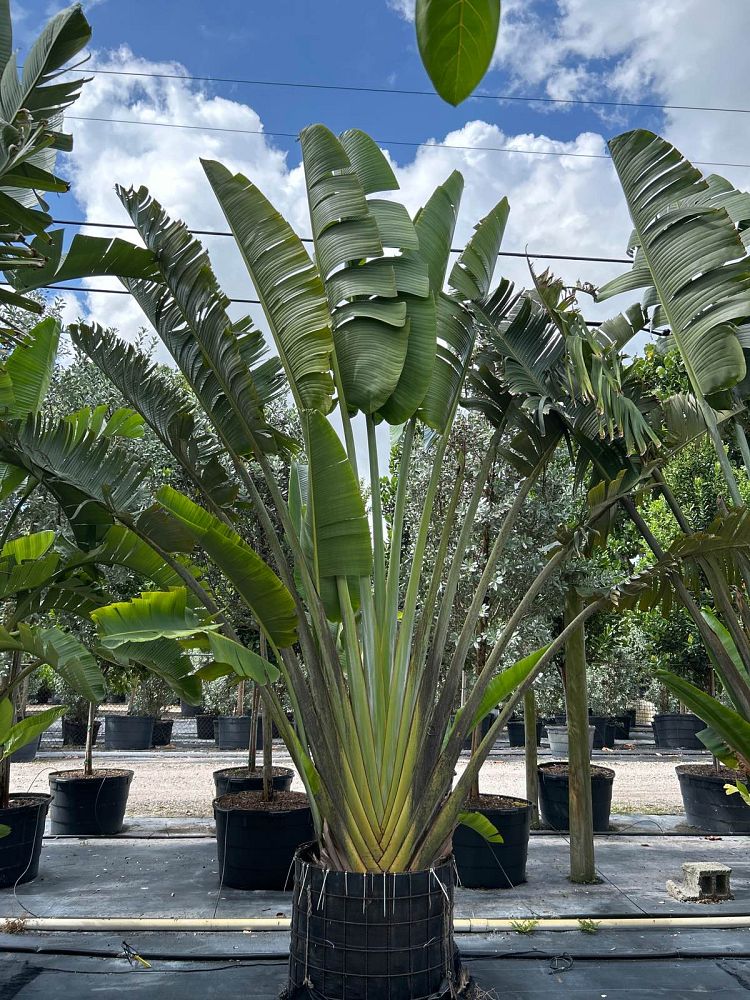 ravenala-madagascariensis-travelers-tree-travelers-palm