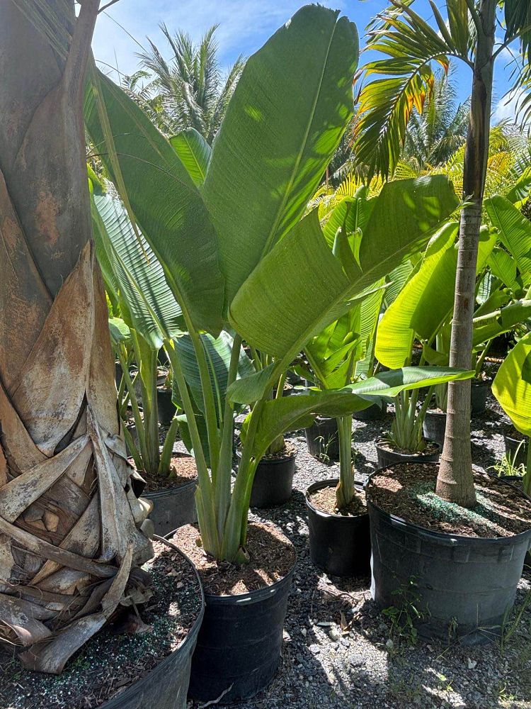 ravenala-madagascariensis-travelers-tree-travelers-palm