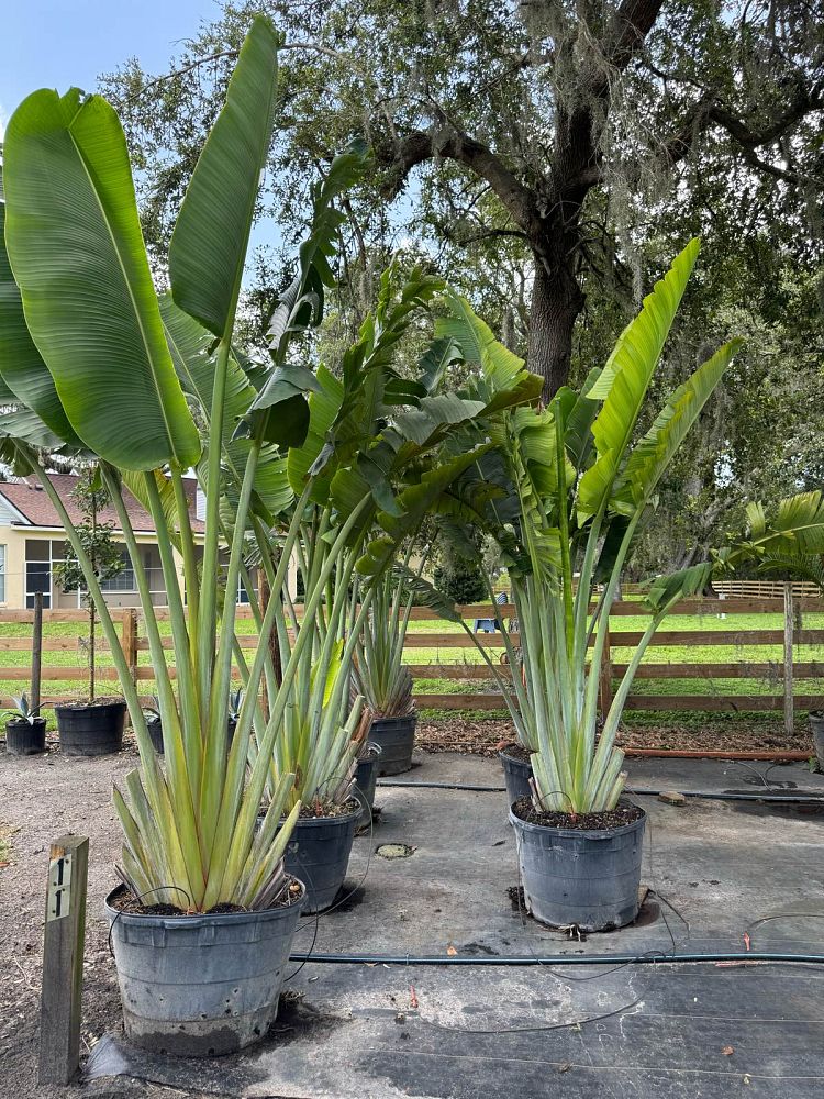 ravenala-madagascariensis-travelers-tree-travelers-palm