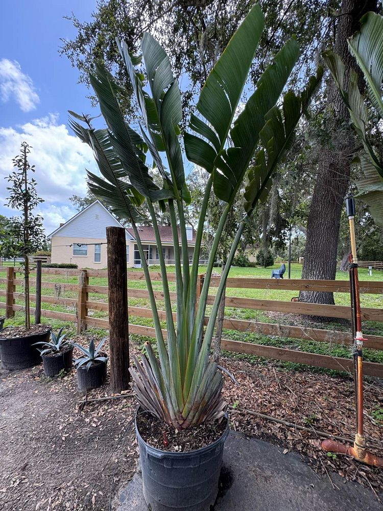 ravenala-madagascariensis-travelers-tree-travelers-palm