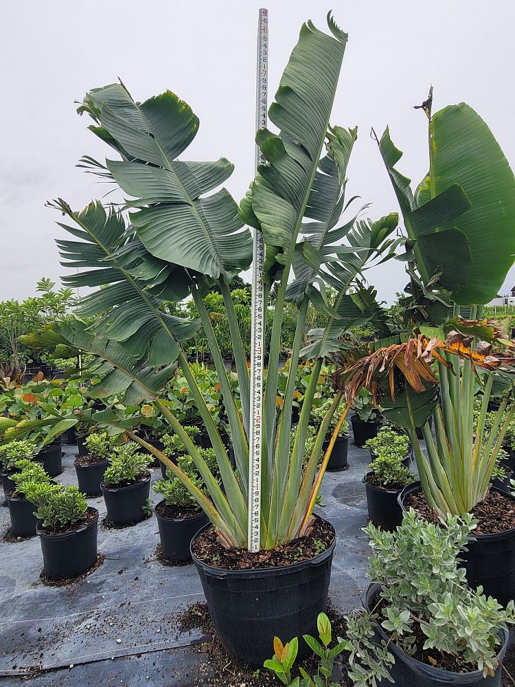 ravenala-madagascariensis-travelers-tree-travelers-palm