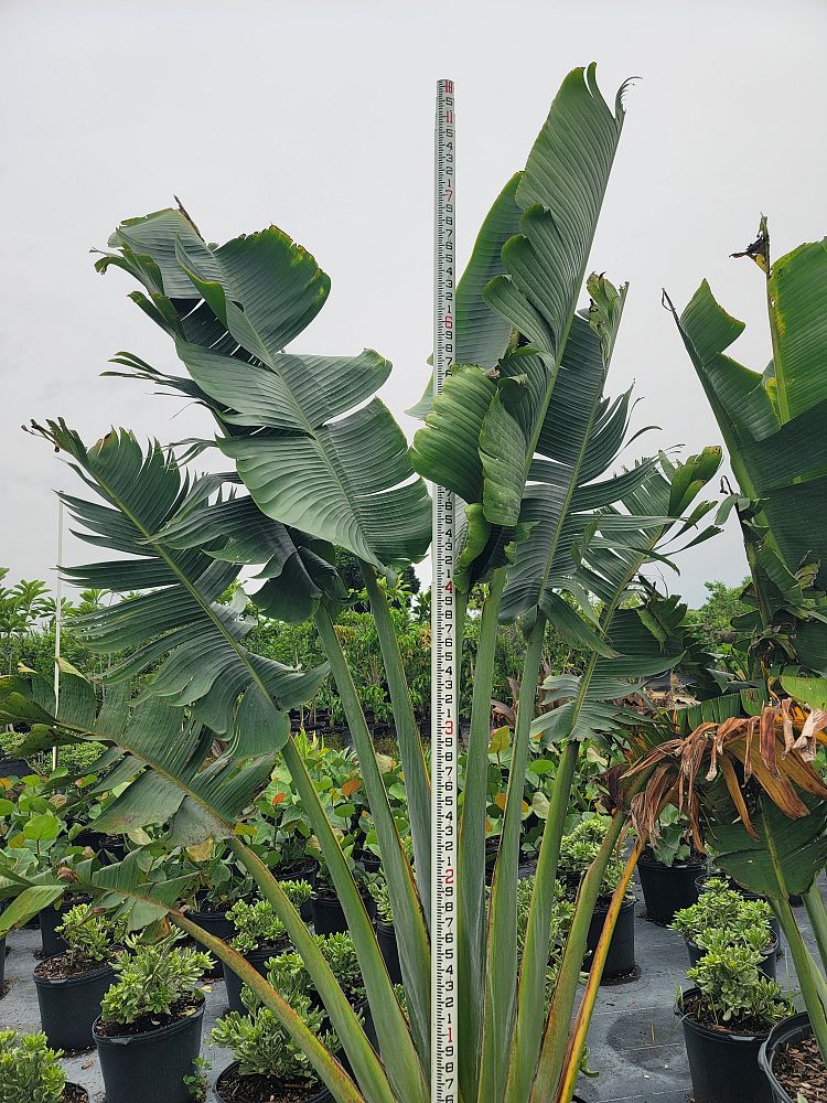 ravenala-madagascariensis-travelers-tree-travelers-palm