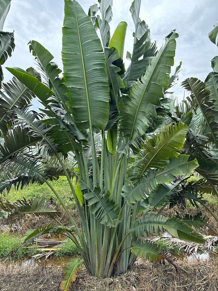 ravenala-madagascariensis-travelers-tree-travelers-palm