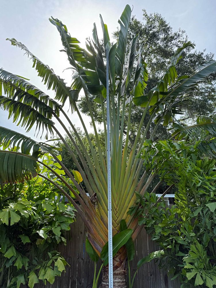 ravenala-madagascariensis-travelers-tree-travelers-palm
